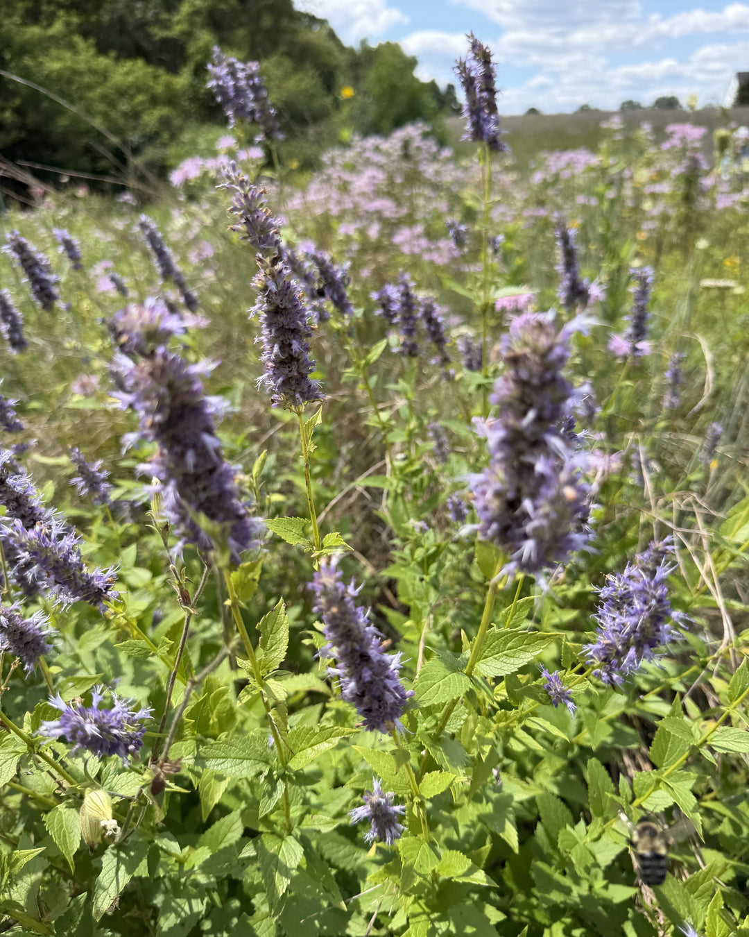 Agastache foeniculum (Giant Hyssop)