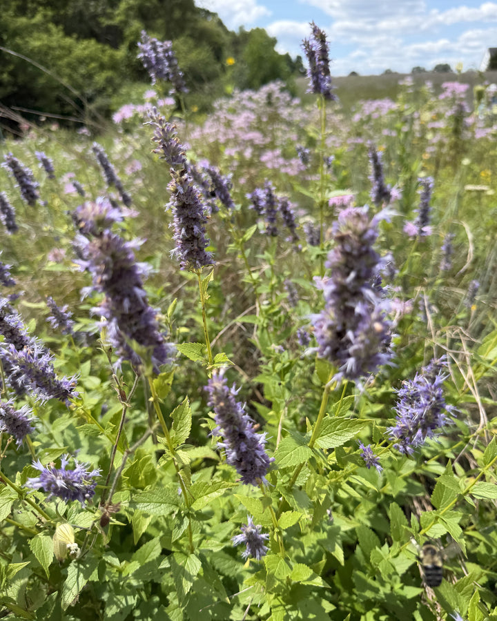 Agastache foeniculum (Giant Hyssop)
