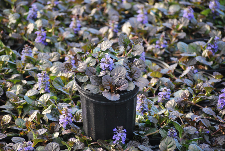 Ajuga reptans 'Black Scallop' (Bugle Weed)