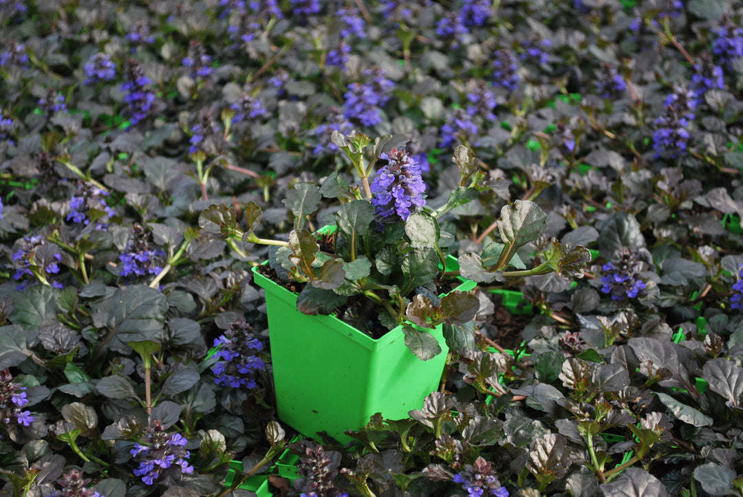 Ajuga reptans 'Black Scallop' (Bugle Weed)