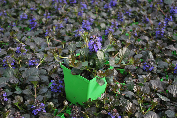Ajuga reptans 'Black Scallop' (Bugle Weed)