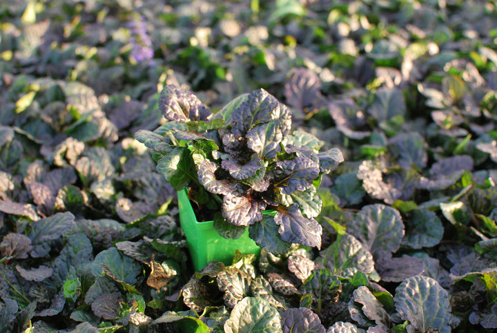 Ajuga reptans 'Black Scallop' (Bugle Weed)