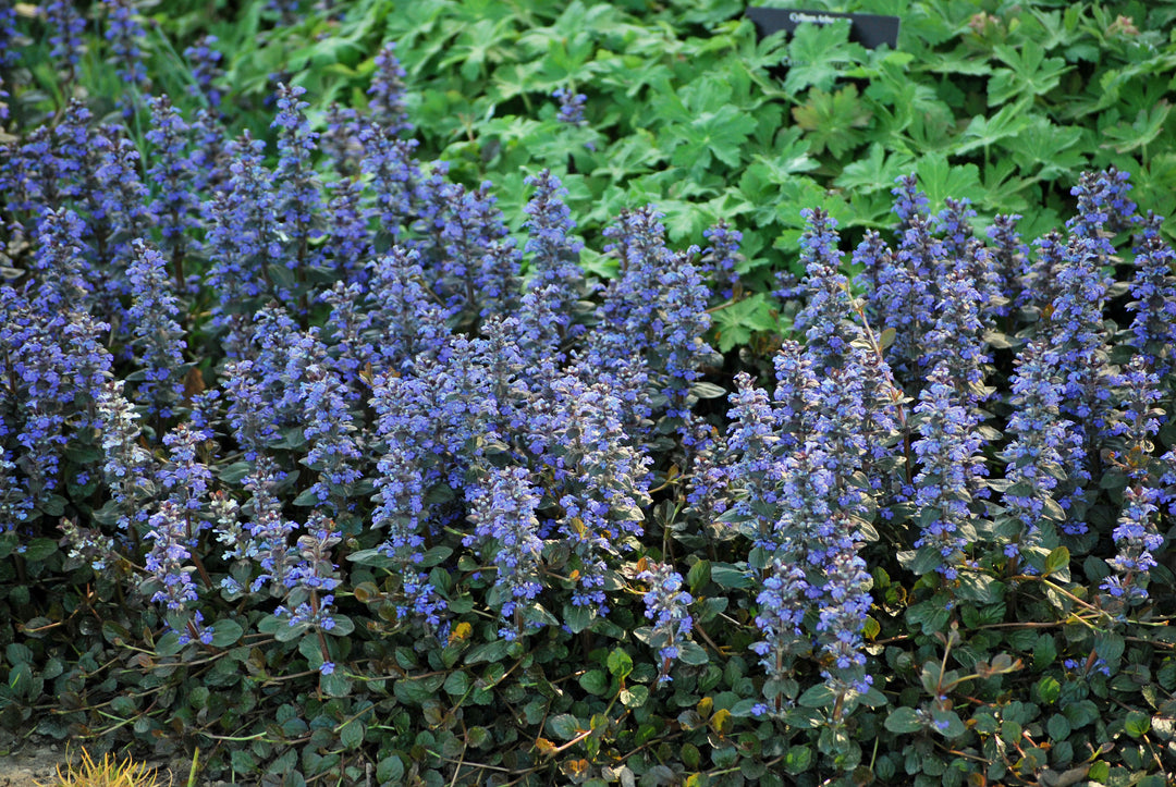 Ajuga reptans 'Chocolate Chip' (Dwarf Bugle Weed)