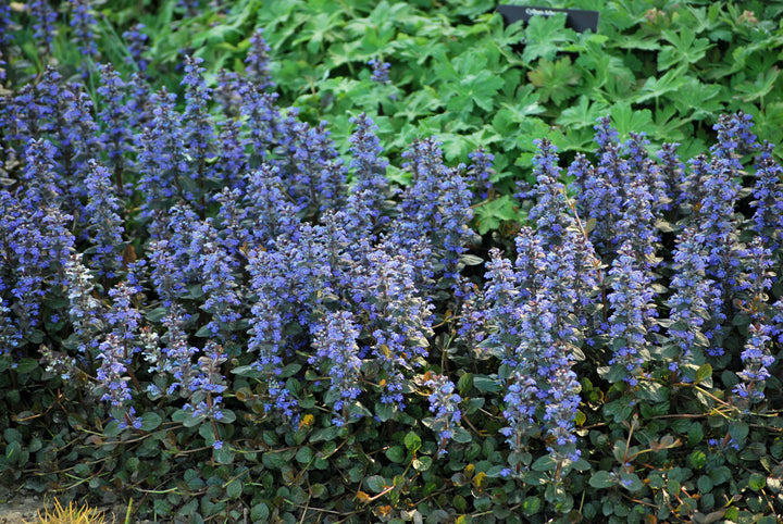 Ajuga reptans 'Chocolate Chip' (Dwarf Bugle Weed)