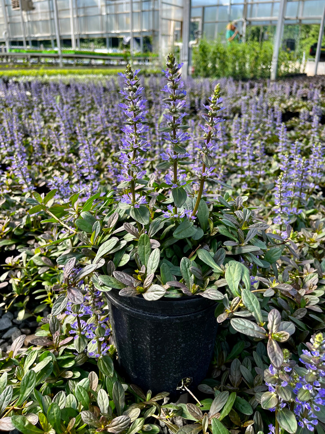 ajuga plant in pots Ajuga reptans 'Chocolate Chip' (Dwarf Bugle Weed) – Perennial Farm Marketplace