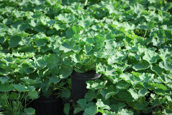 Alchemilla mollis (Lady's Mantle)