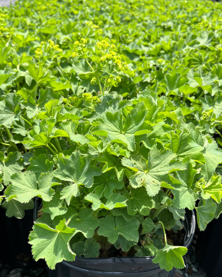 Alchemilla mollis (Lady's Mantle)