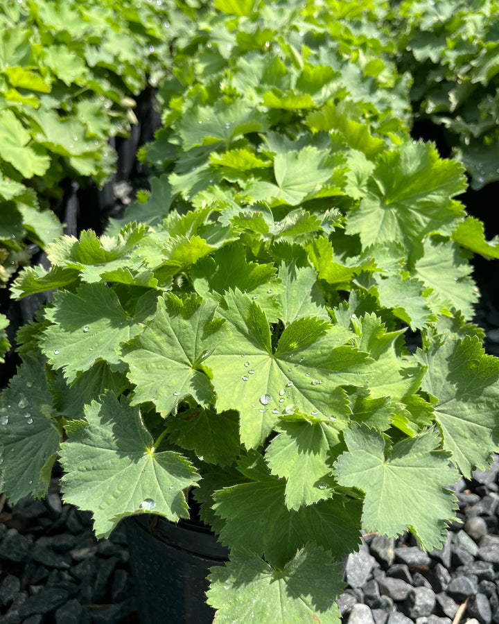 Alchemilla mollis (Lady's Mantle)