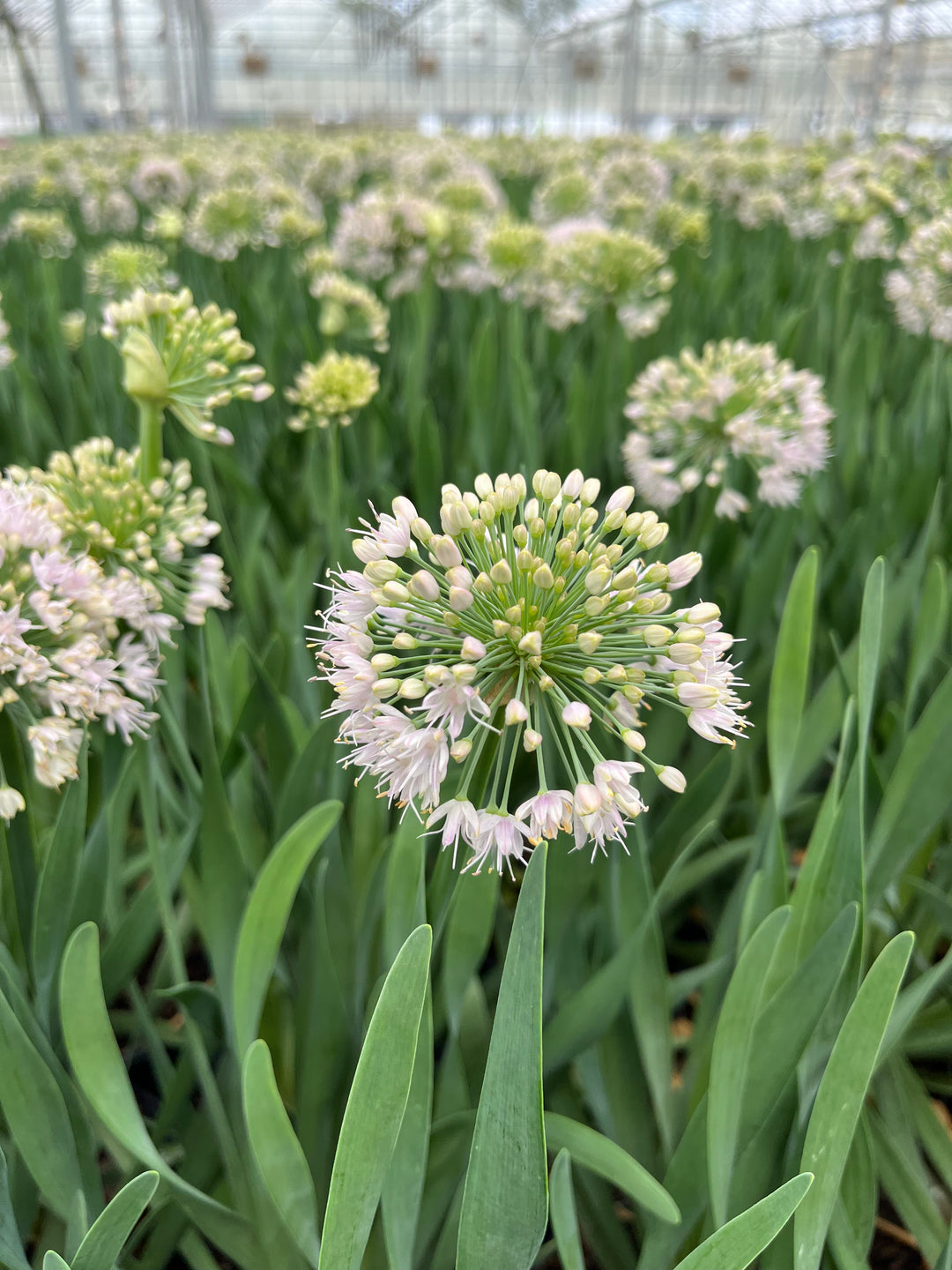 Allium 'Bubble Bath' (Ornamental Onion)