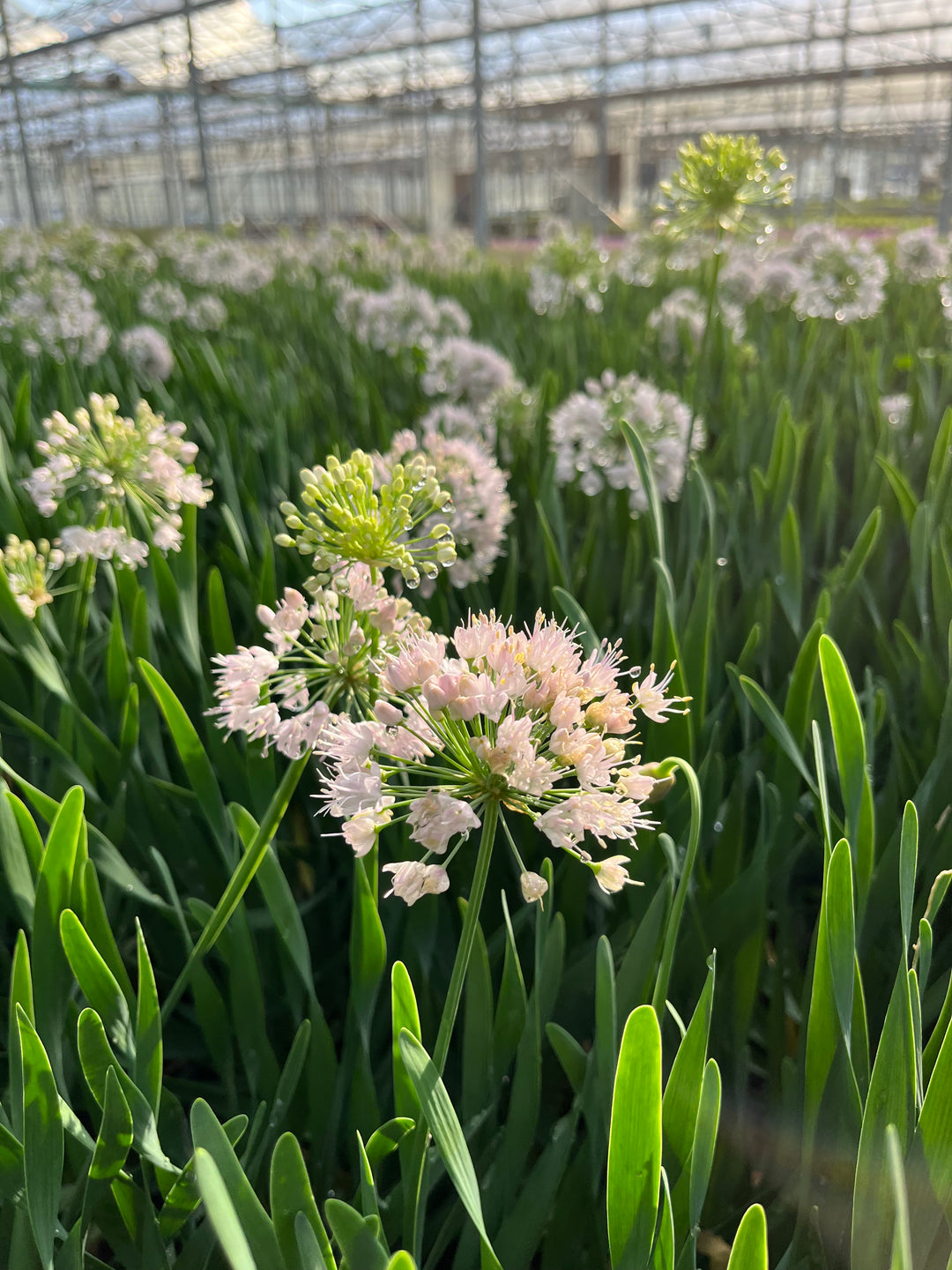 allium lavender bubbles plants Allium 'Bubble Bath' (Ornamental Onion) – Perennial Farm Marketplace