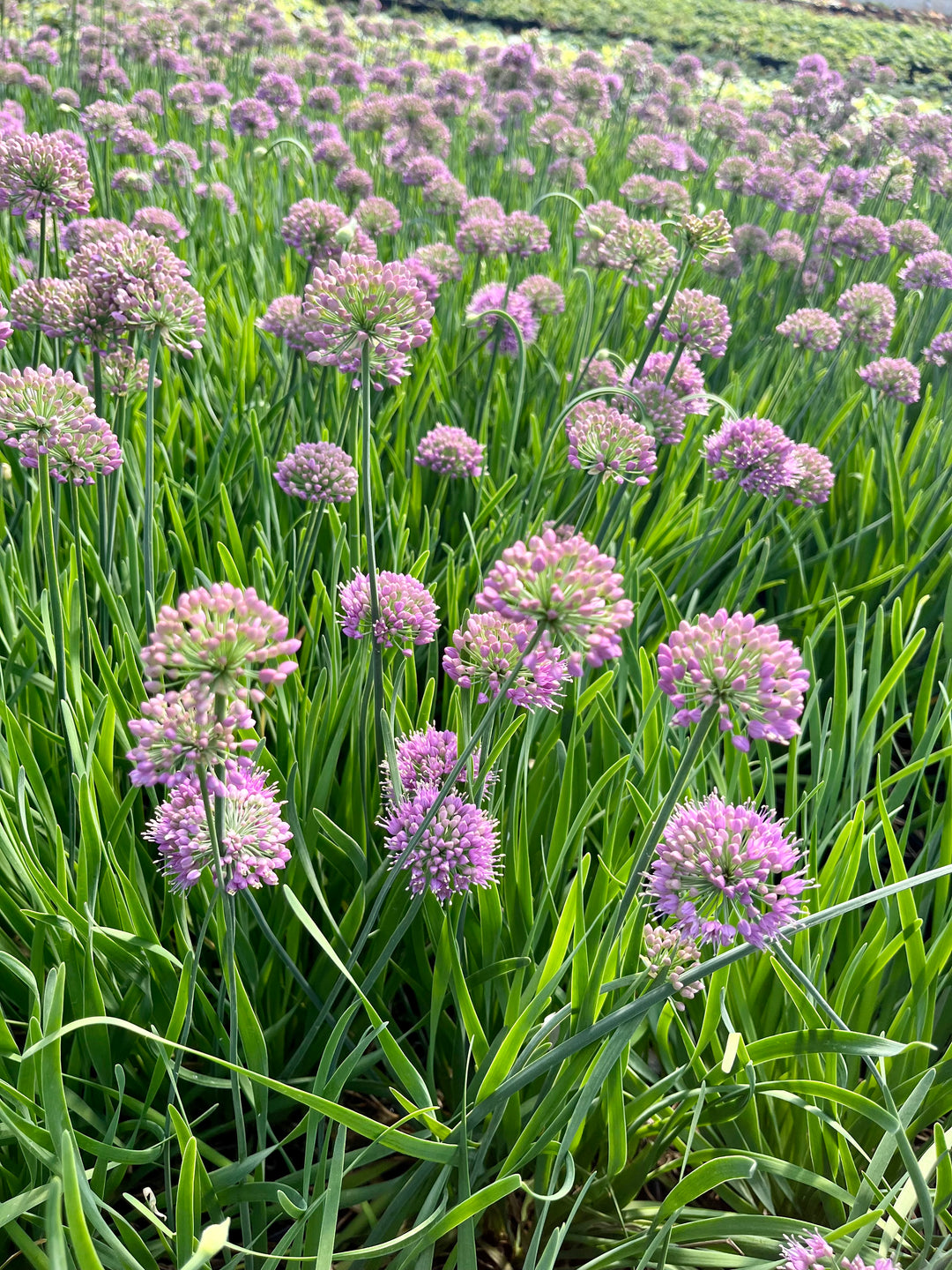 Allium 'Medusa' (Ornamental Onion)
