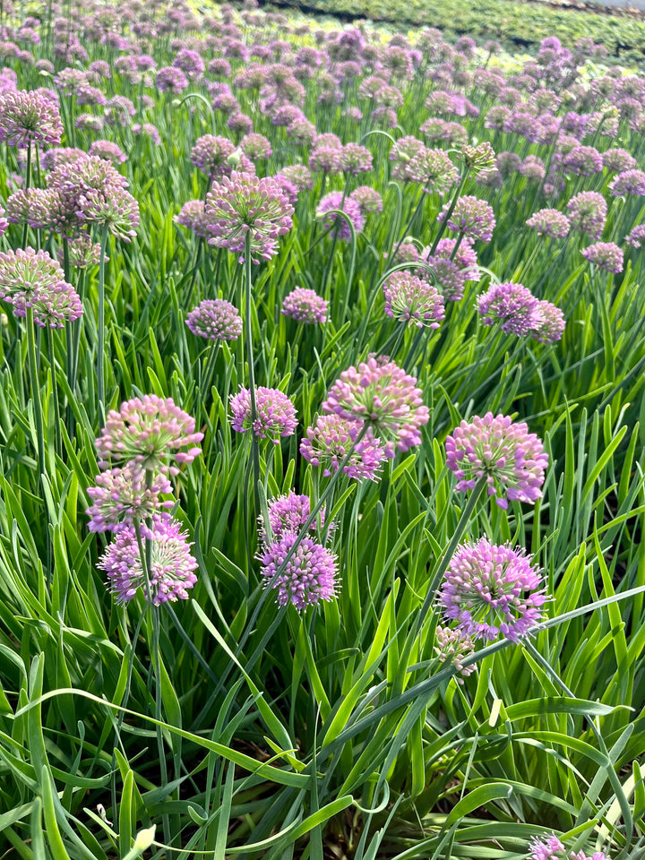 Allium 'Medusa' (Ornamental Onion)