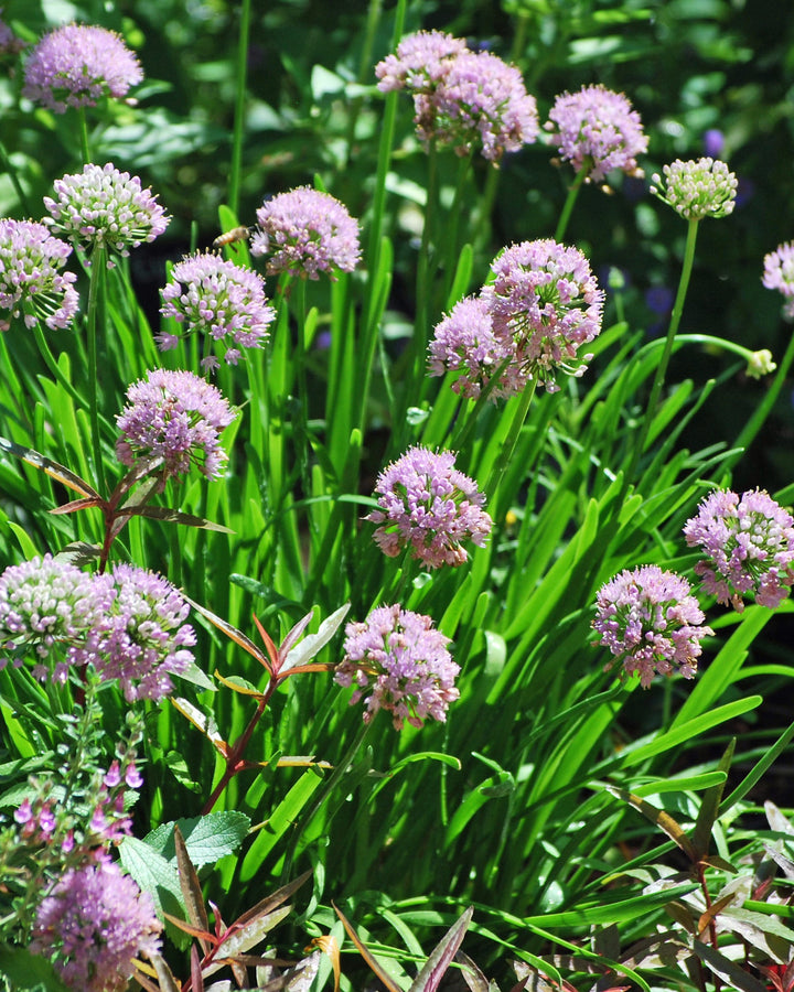 Allium 'Millenium' (Ornamental Onion)