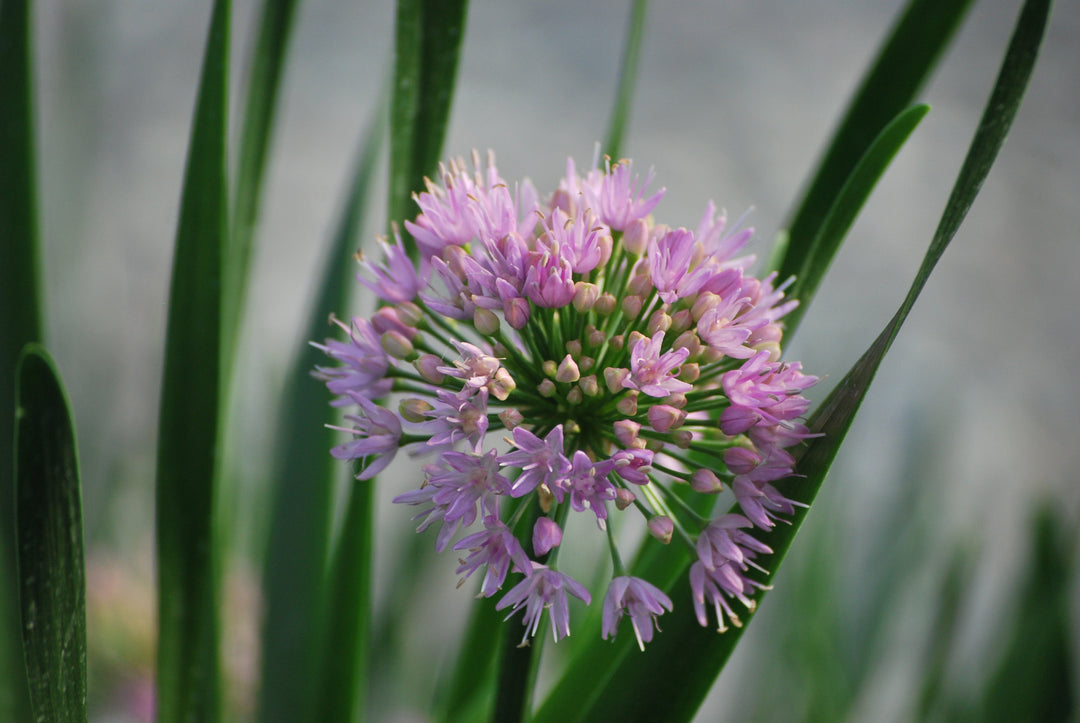 Allium 'Millenium' (Ornamental Onion)