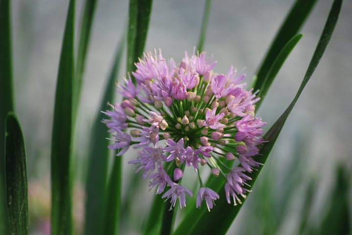 Allium 'Millenium' (Ornamental Onion)
