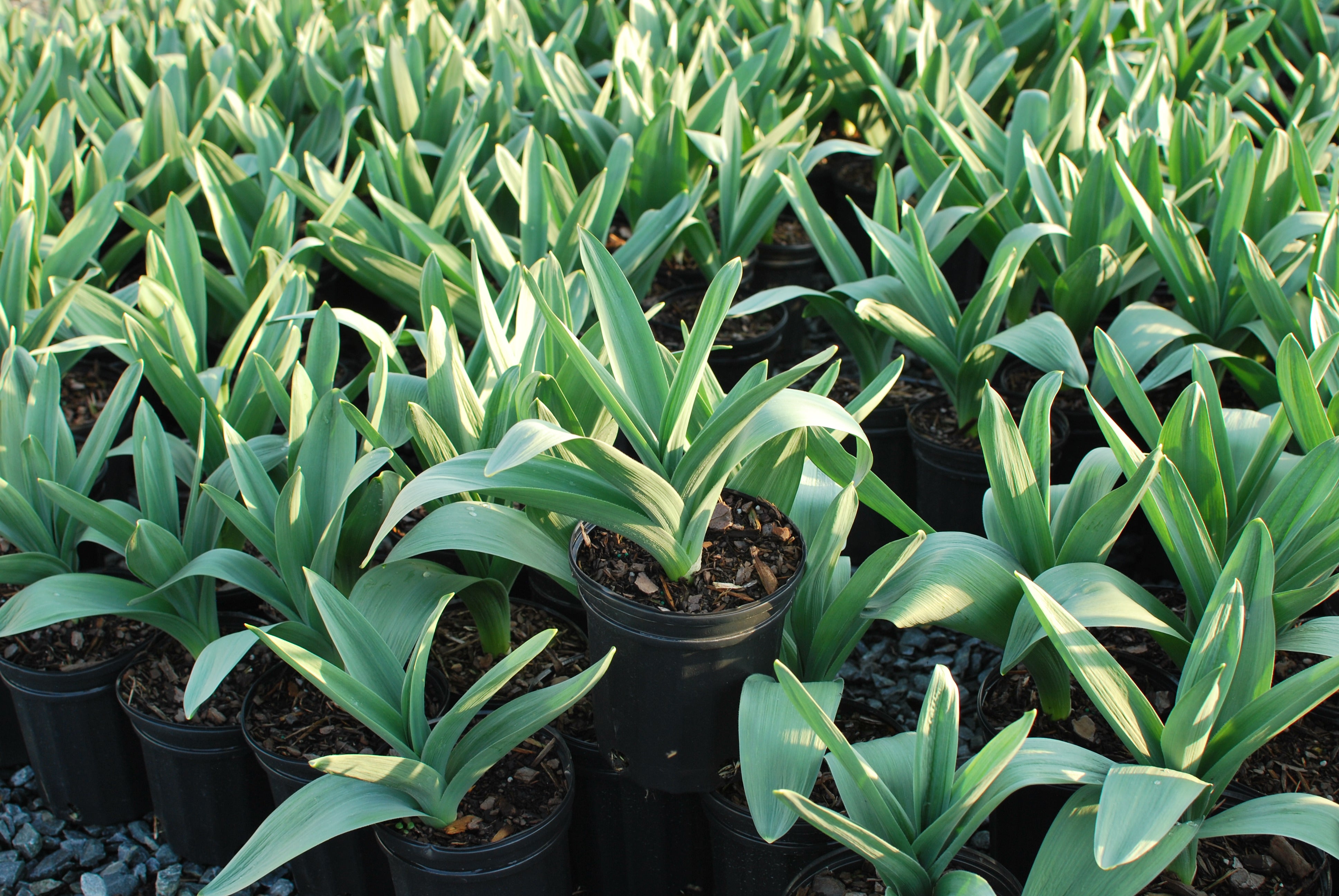 Perennial Farm Marketplace Allium Mt. Everest - Thumbnail 4