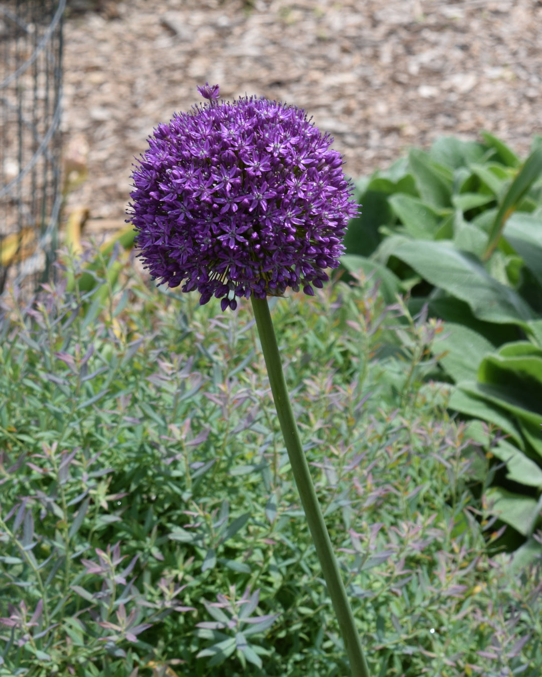 Allium 'Ambassador' (Ornamental Onion)