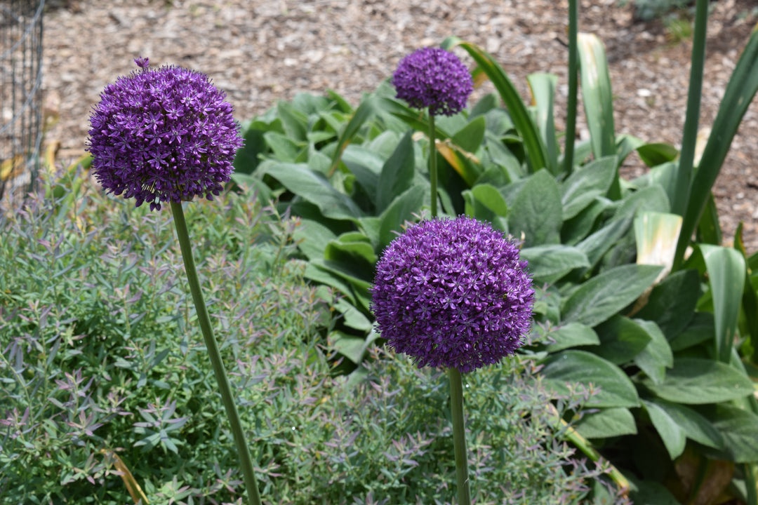 Allium 'Ambassador' (Ornamental Onion)
