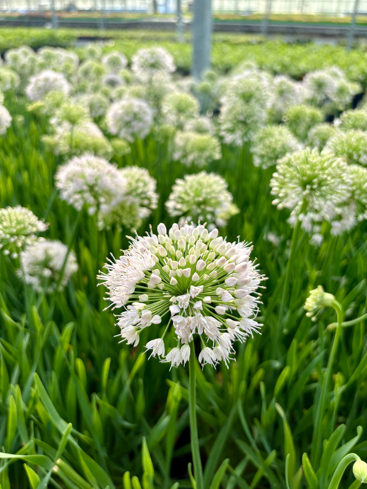 Allium 'Bubble Bath' (Ornamental Onion)