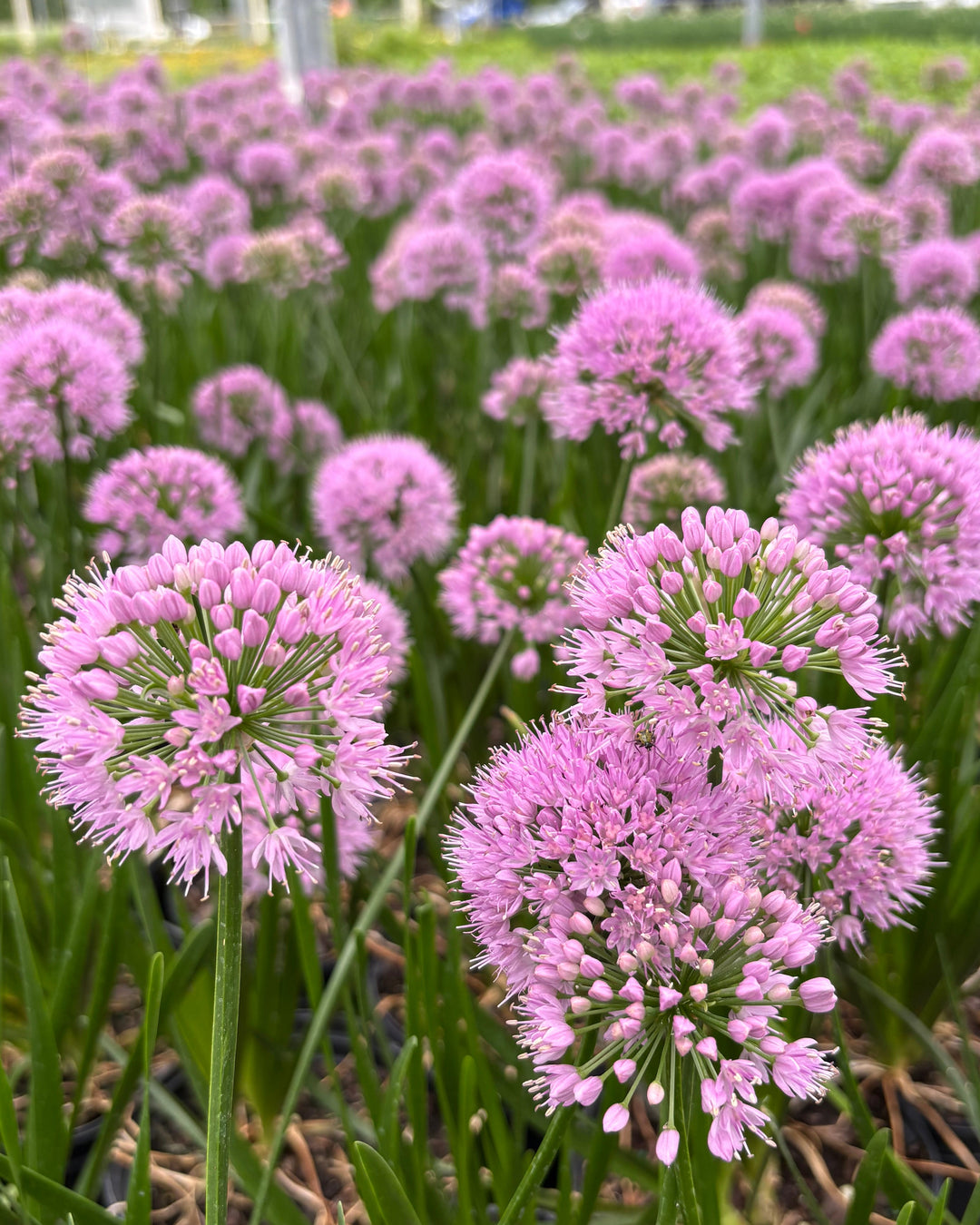Allium 'Millenium' (Ornamental Onion)