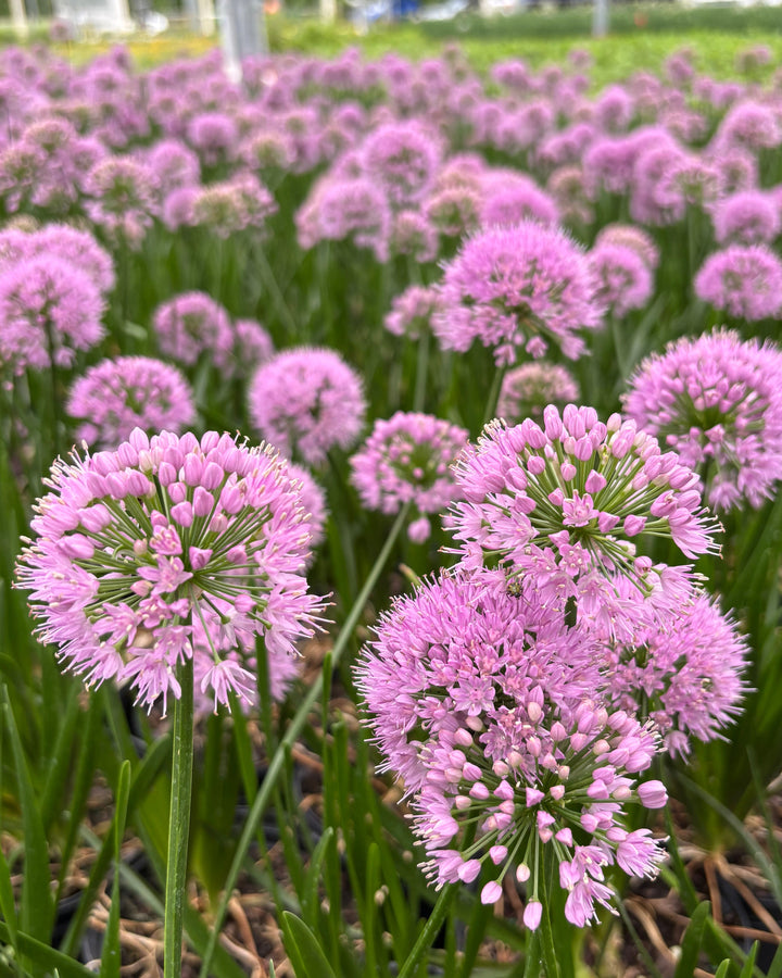 Allium 'Millenium' (Ornamental Onion)