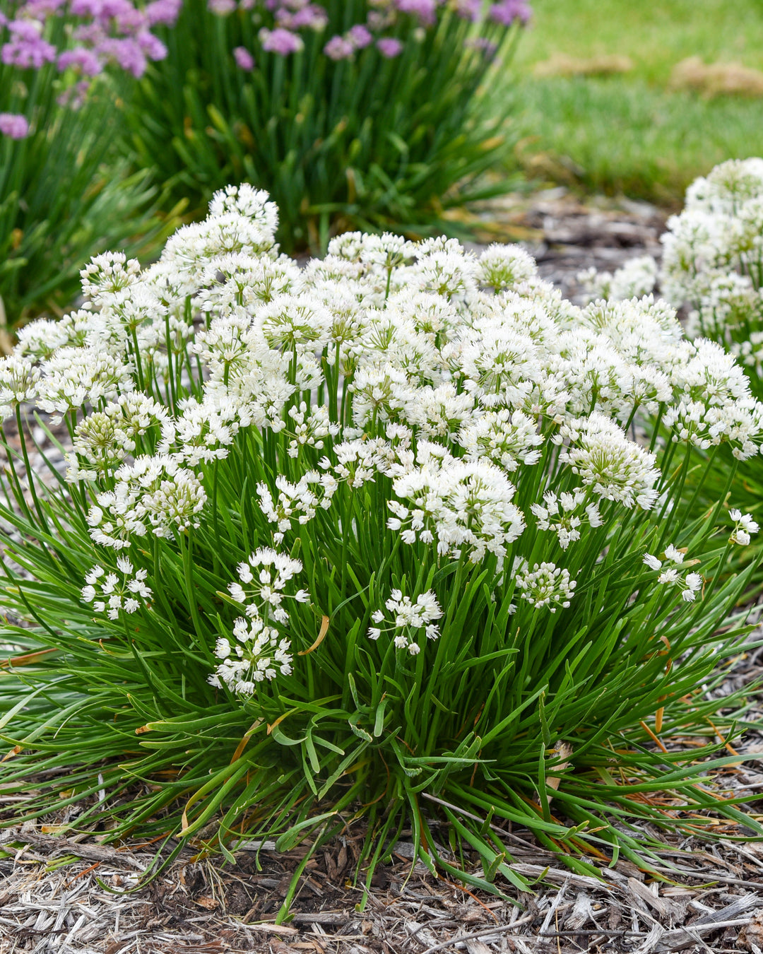 Allium 'Needlepoint' (Ornamental Onion)