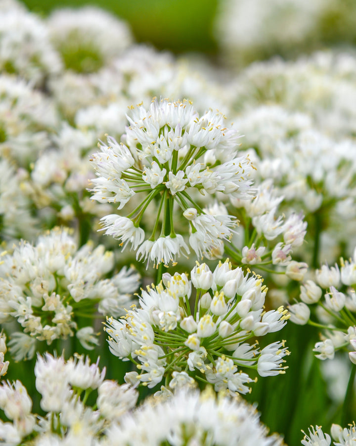 Allium 'Needlepoint' (Ornamental Onion)