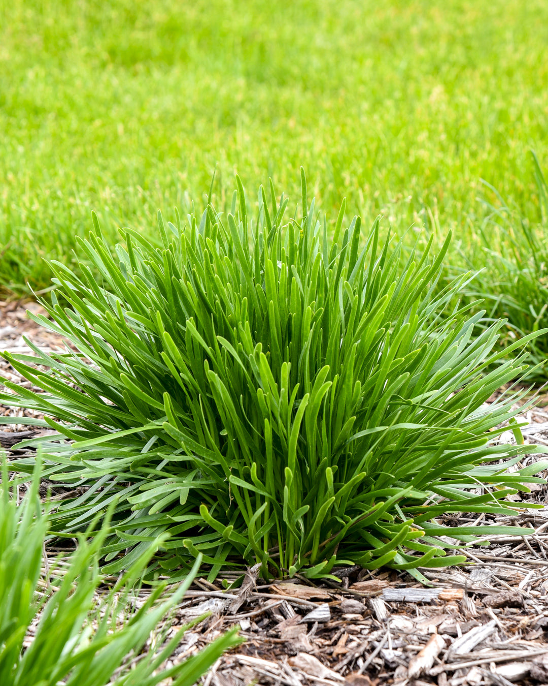 Allium 'Needlepoint' (Ornamental Onion)