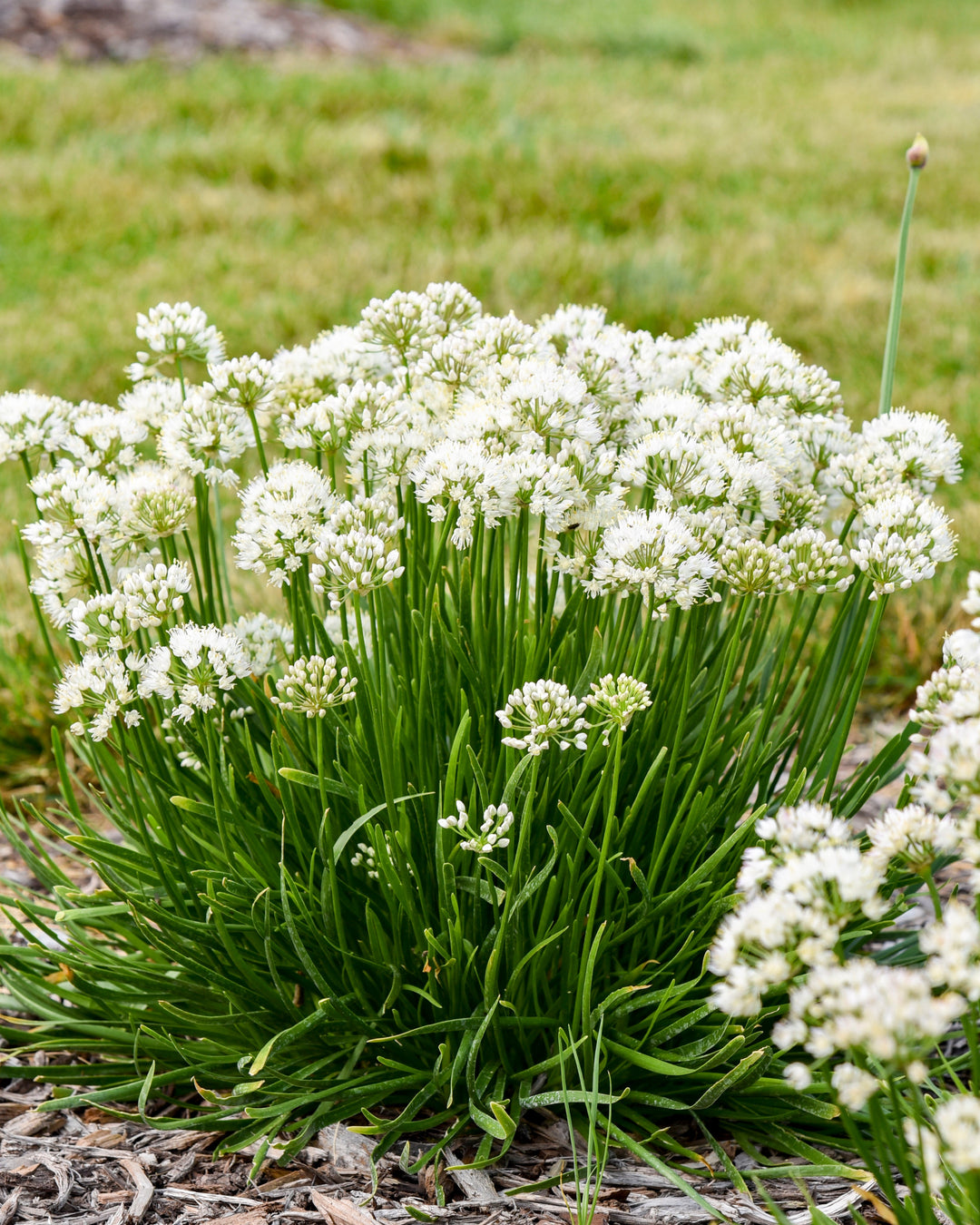 Allium 'Needlepoint' (Ornamental Onion)