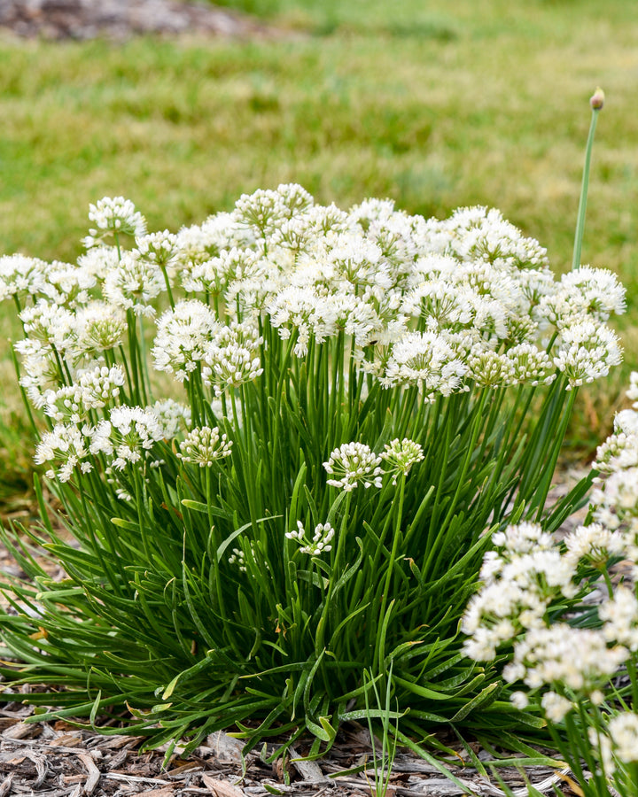 Allium 'Needlepoint' (Ornamental Onion)