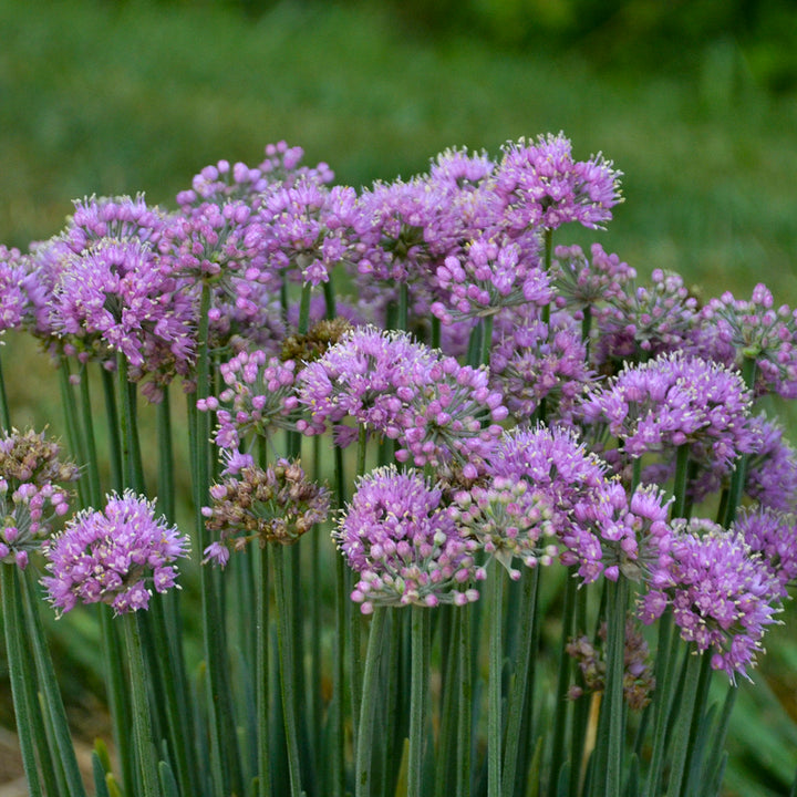 Allium 'Pincushion' (Ornamental Onion)