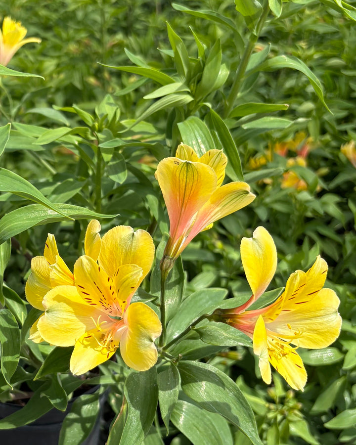Alstroemeria 'Golden Tiara' (Peruvian Lily)