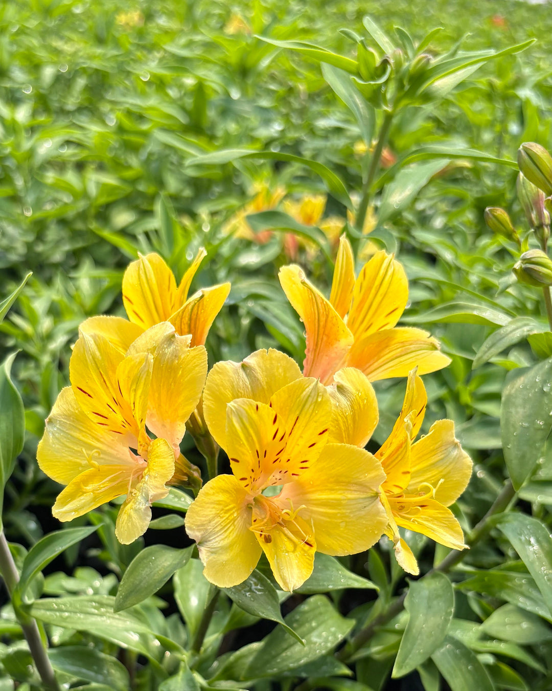 Alstroemeria 'Golden Tiara' (Peruvian Lily)