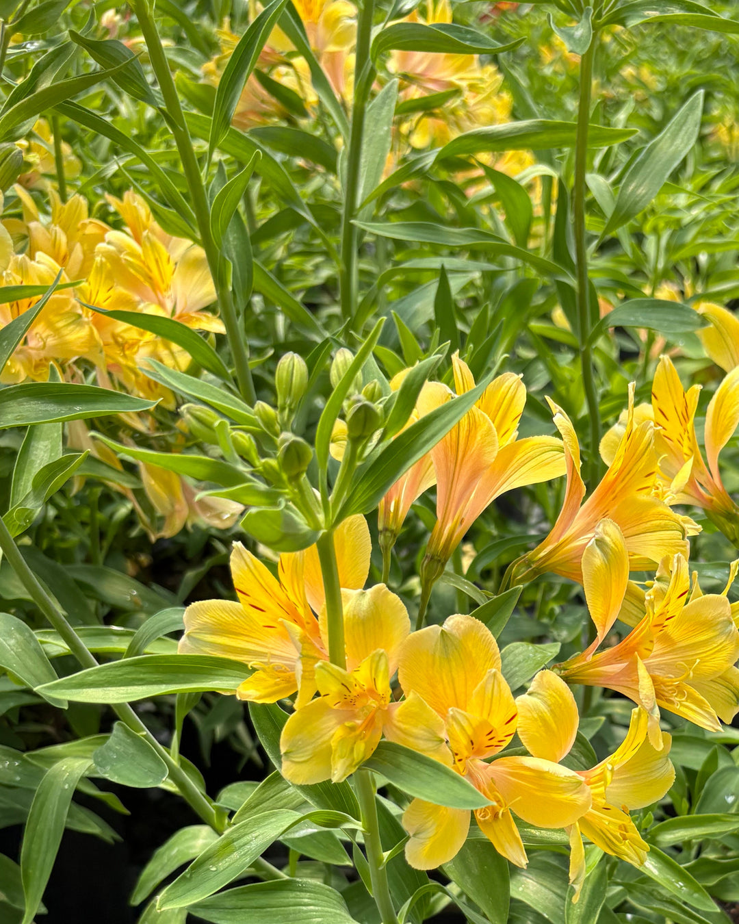 yellow flower that looks like a lily Alstroemeria 'Golden Tiara' (Peruvian Lily) – Perennial Farm Marketplace