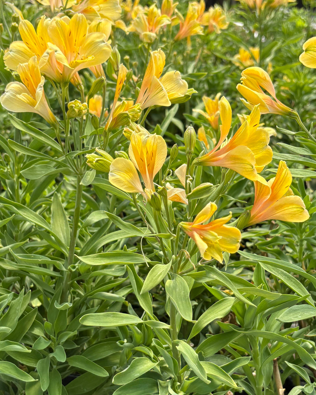 Alstroemeria 'Golden Tiara' (Peruvian Lily)