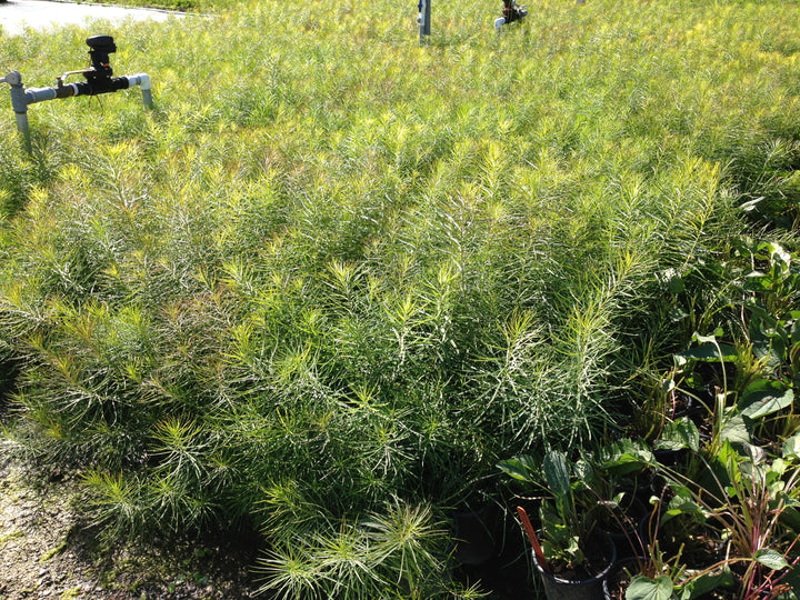 Amsonia hubrichtii (Thread-leaf Blue Star)