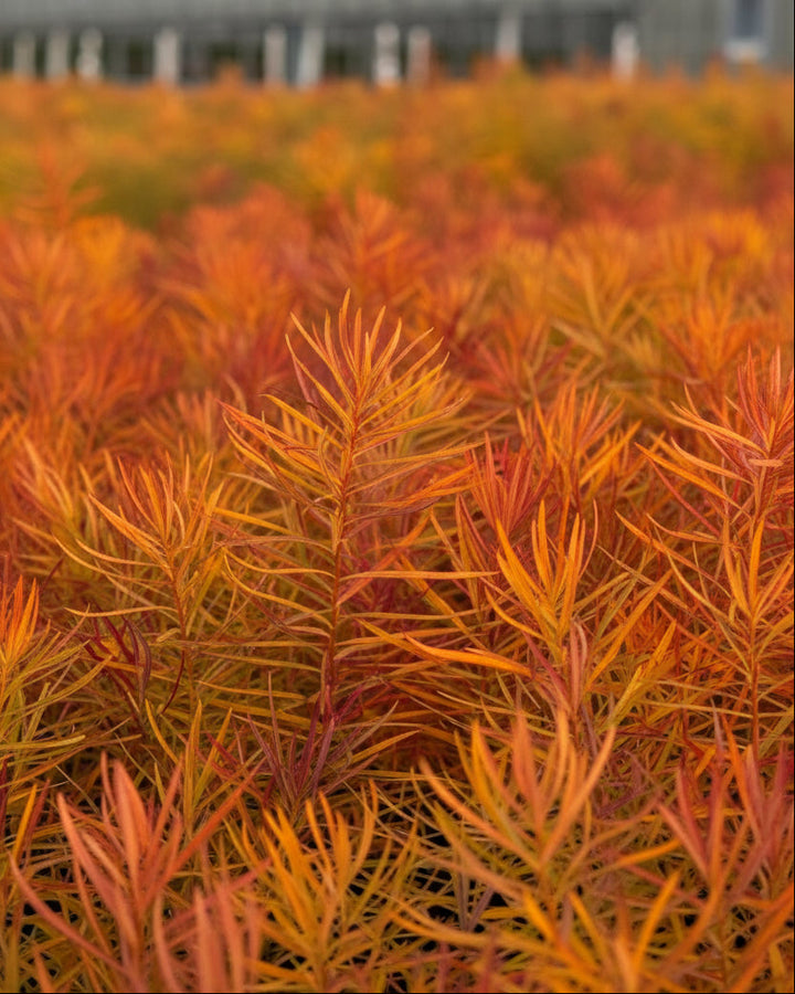 Amsonia x 'Butterscotch™ (Bluestar)