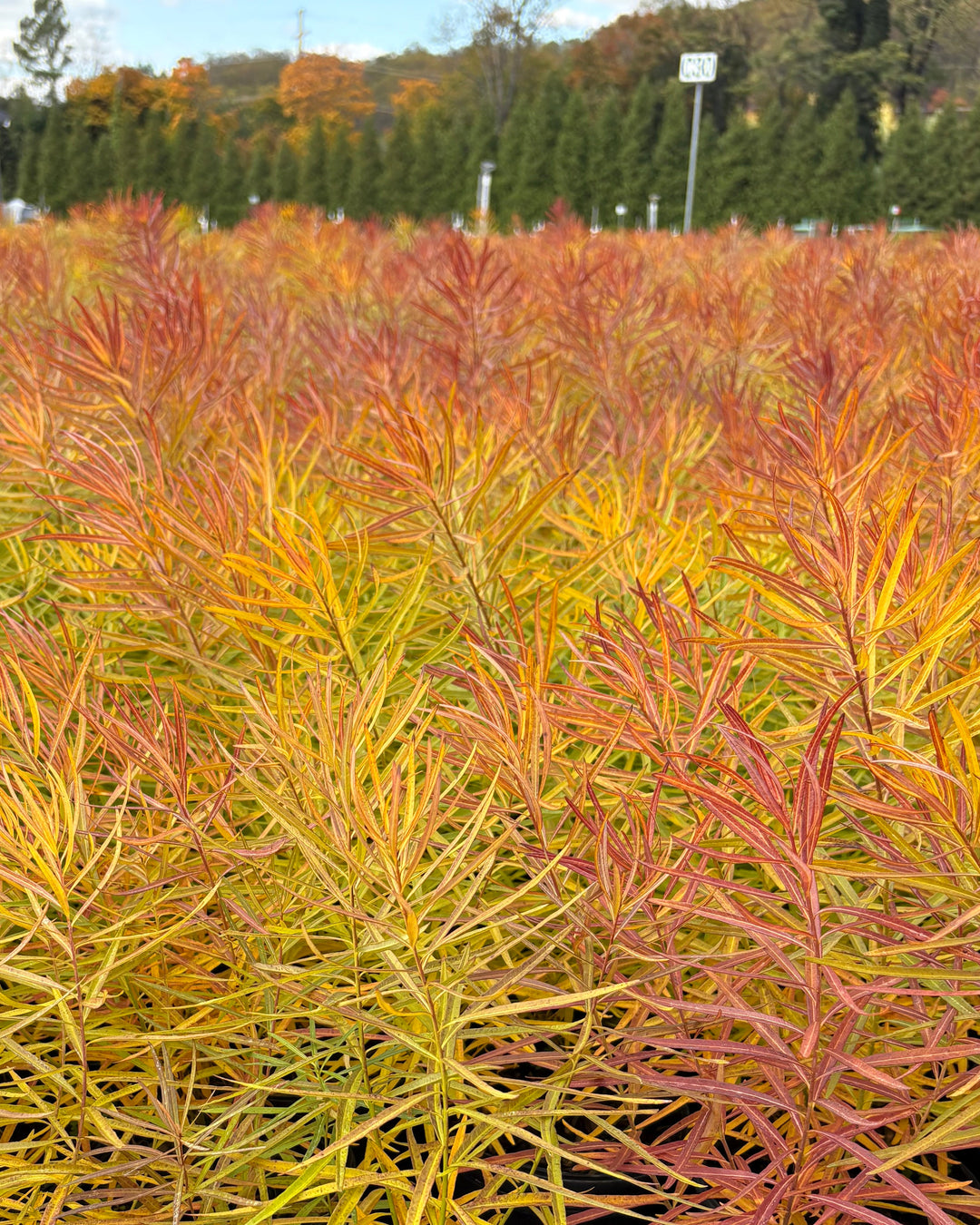 Amsonia x 'Butterscotch™ (Bluestar)