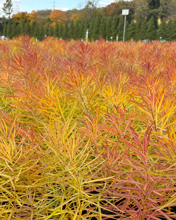 Amsonia x 'Butterscotch™ (Bluestar)