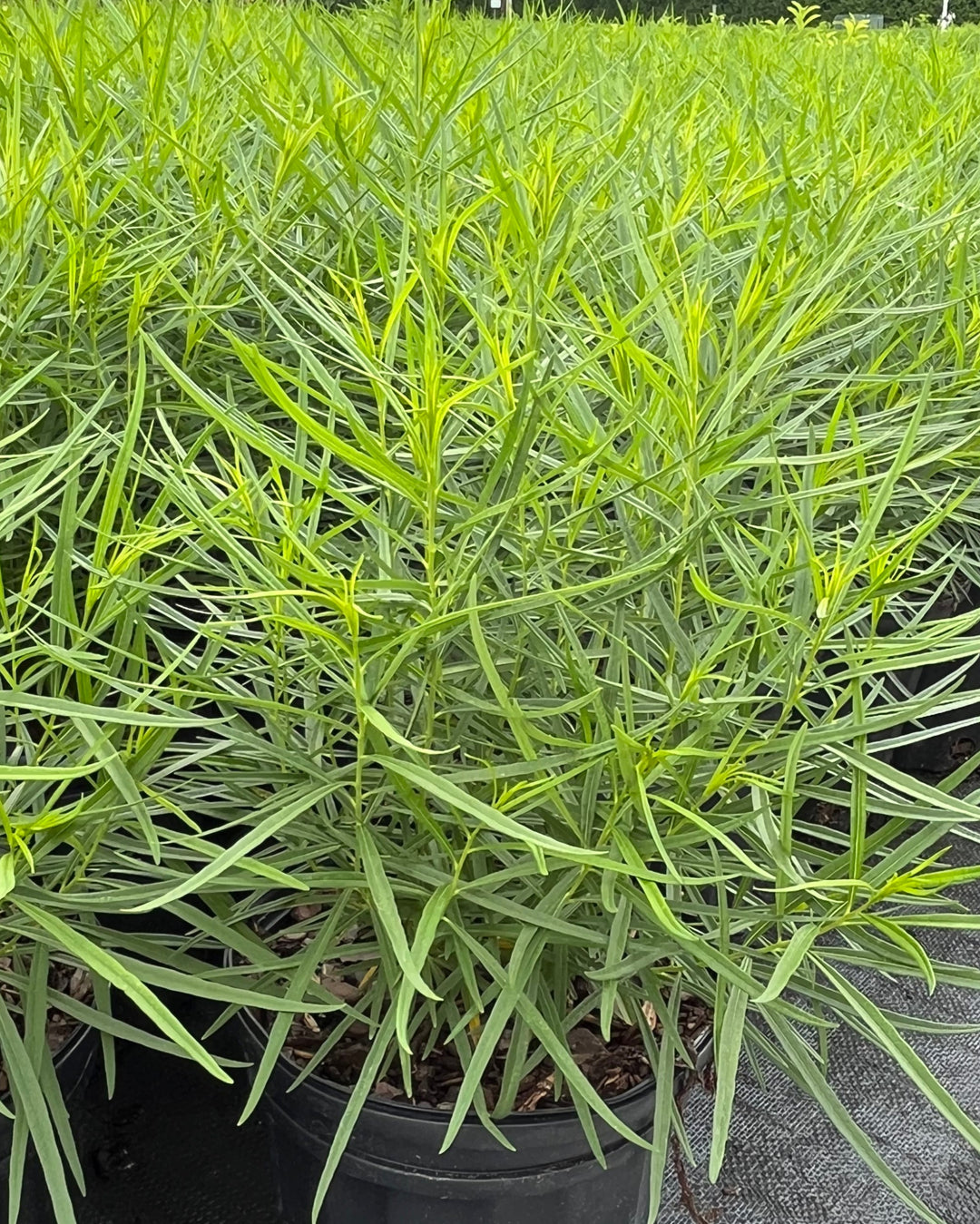 Amsonia hubrichtii (Thread-leaf Blue Star)