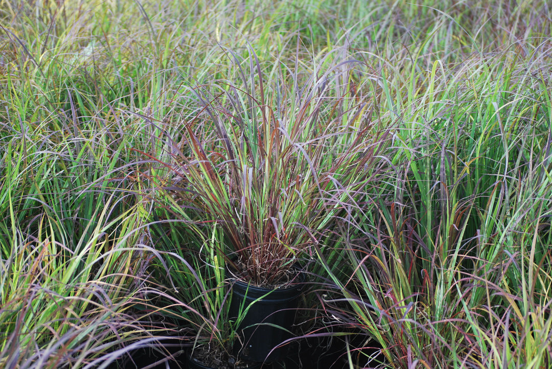 Andropogon gerardii 'Blackhawks' (Big Bluestem)