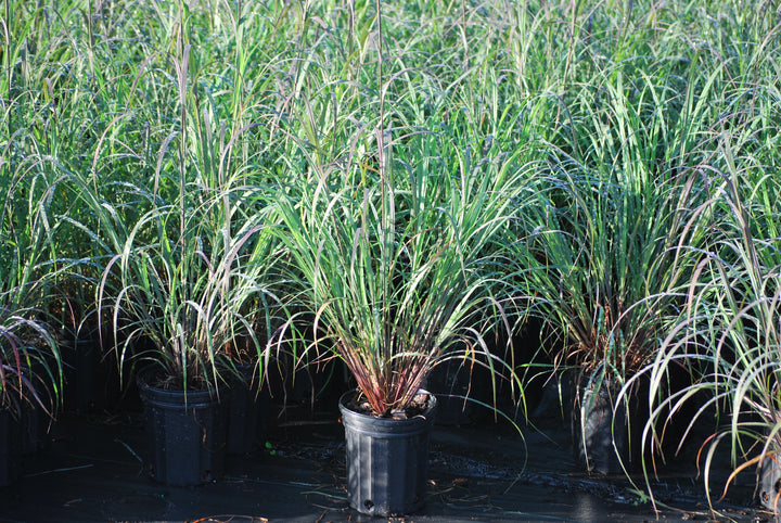 Andropogon gerardii 'Blackhawks' (Big Bluestem)