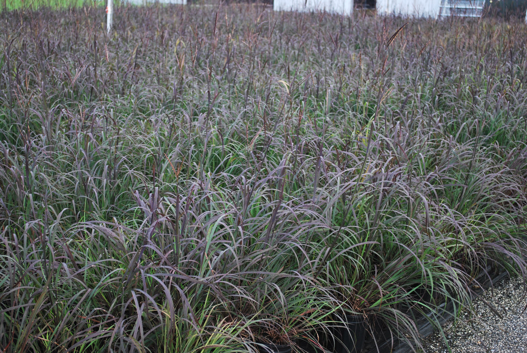 Andropogon gerardii 'Blackhawks' (Big Bluestem)