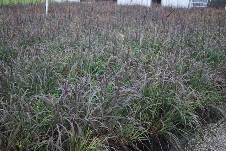 Andropogon gerardii 'Blackhawks' (Big Bluestem)