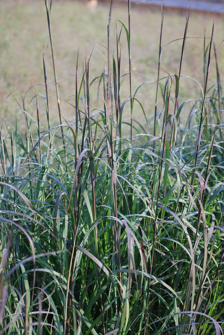 Andropogon gerardii 'Blackhawks' (Big Bluestem)