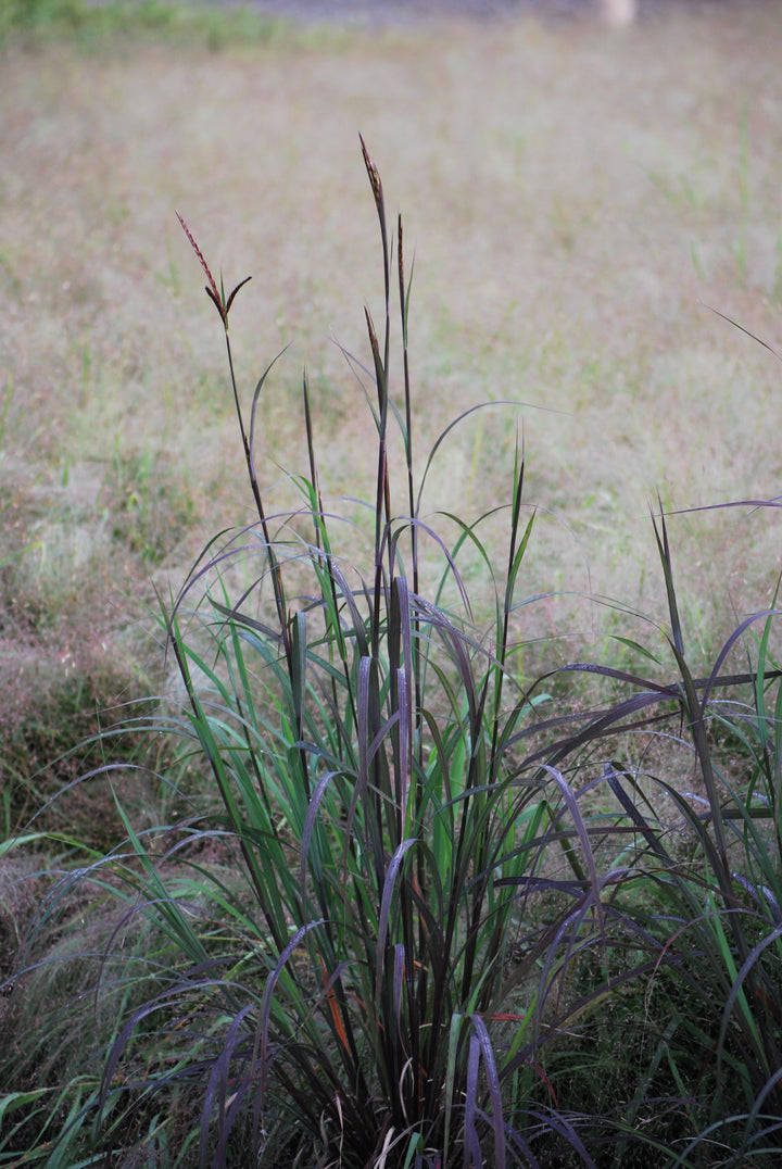 Andropogon gerardii 'Blackhawks' (Big Bluestem)