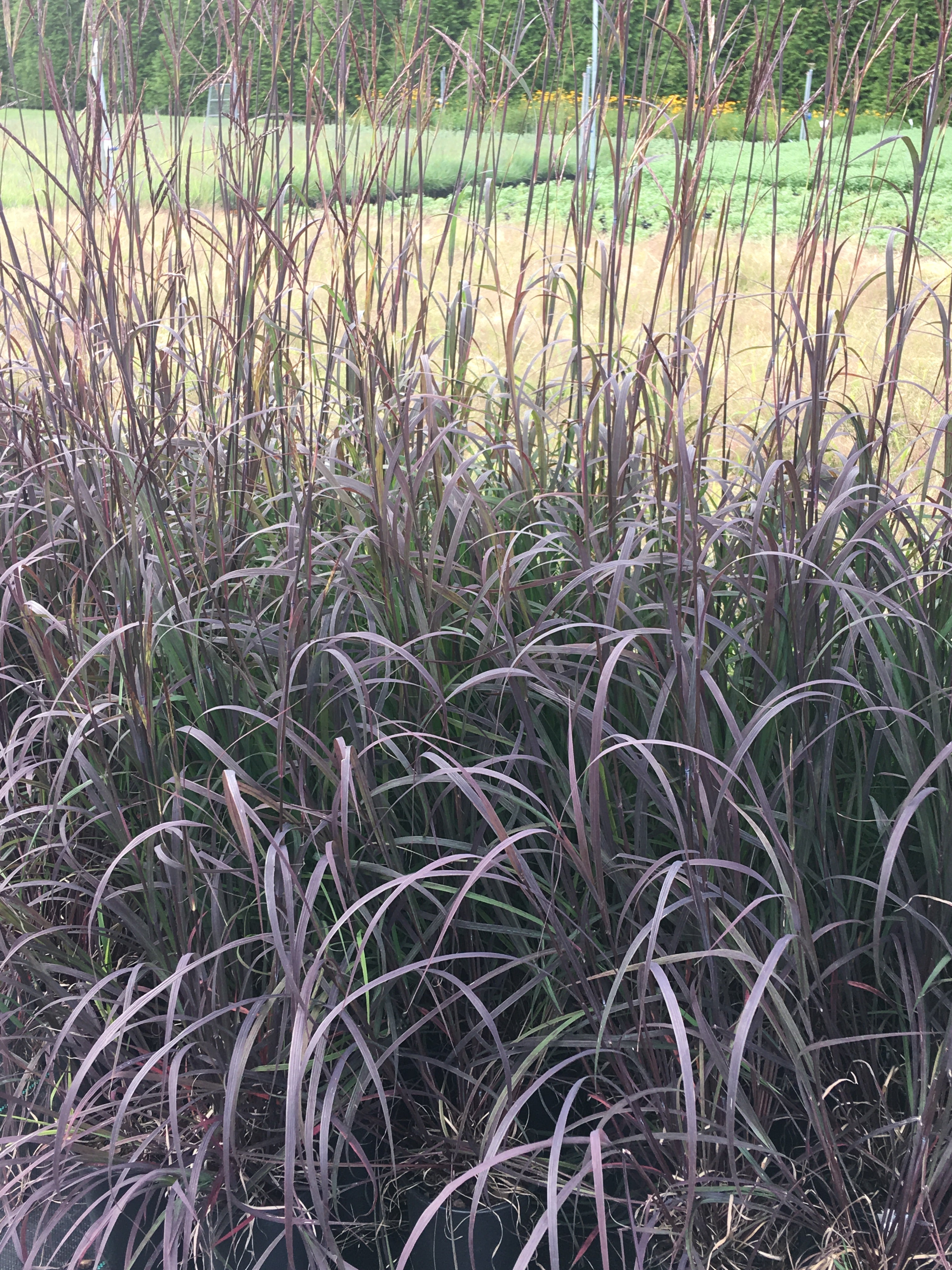 Andropogon gerardii 'Blackhawks' (Big Bluestem) – Perennial Farm