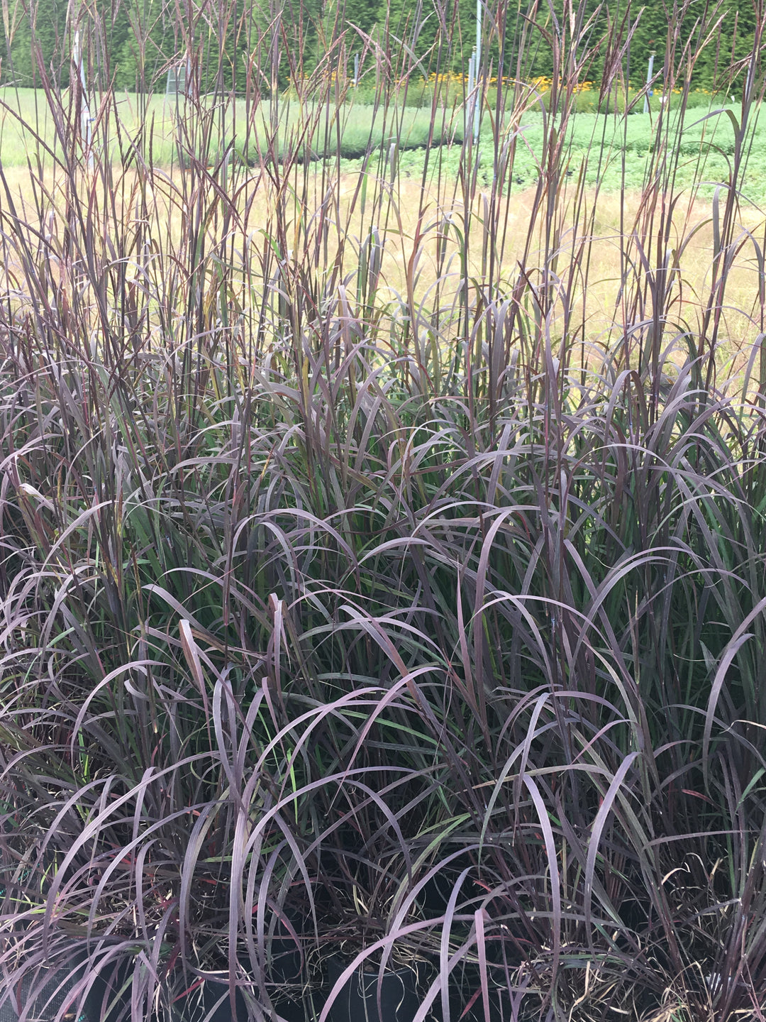 Andropogon gerardii 'Blackhawks' (Big Bluestem)