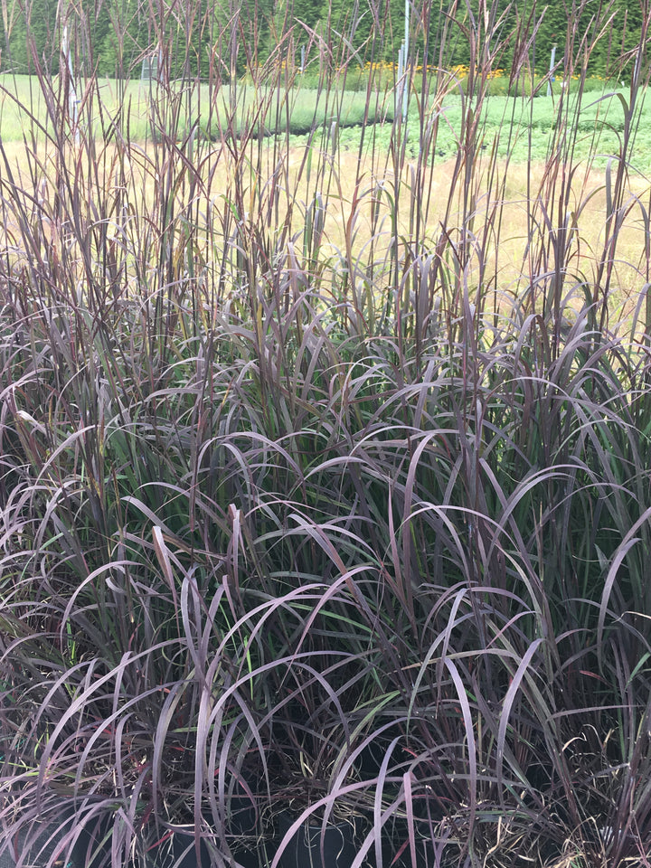 Andropogon gerardii 'Blackhawks' (Big Bluestem)