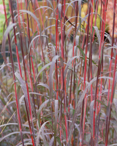 Andropogon gerardii 'Holy Smoke' (Big Bluestem)